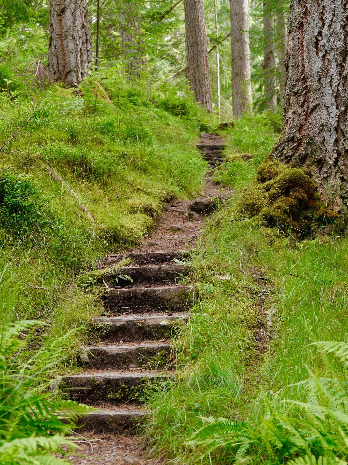 Steps through a forest